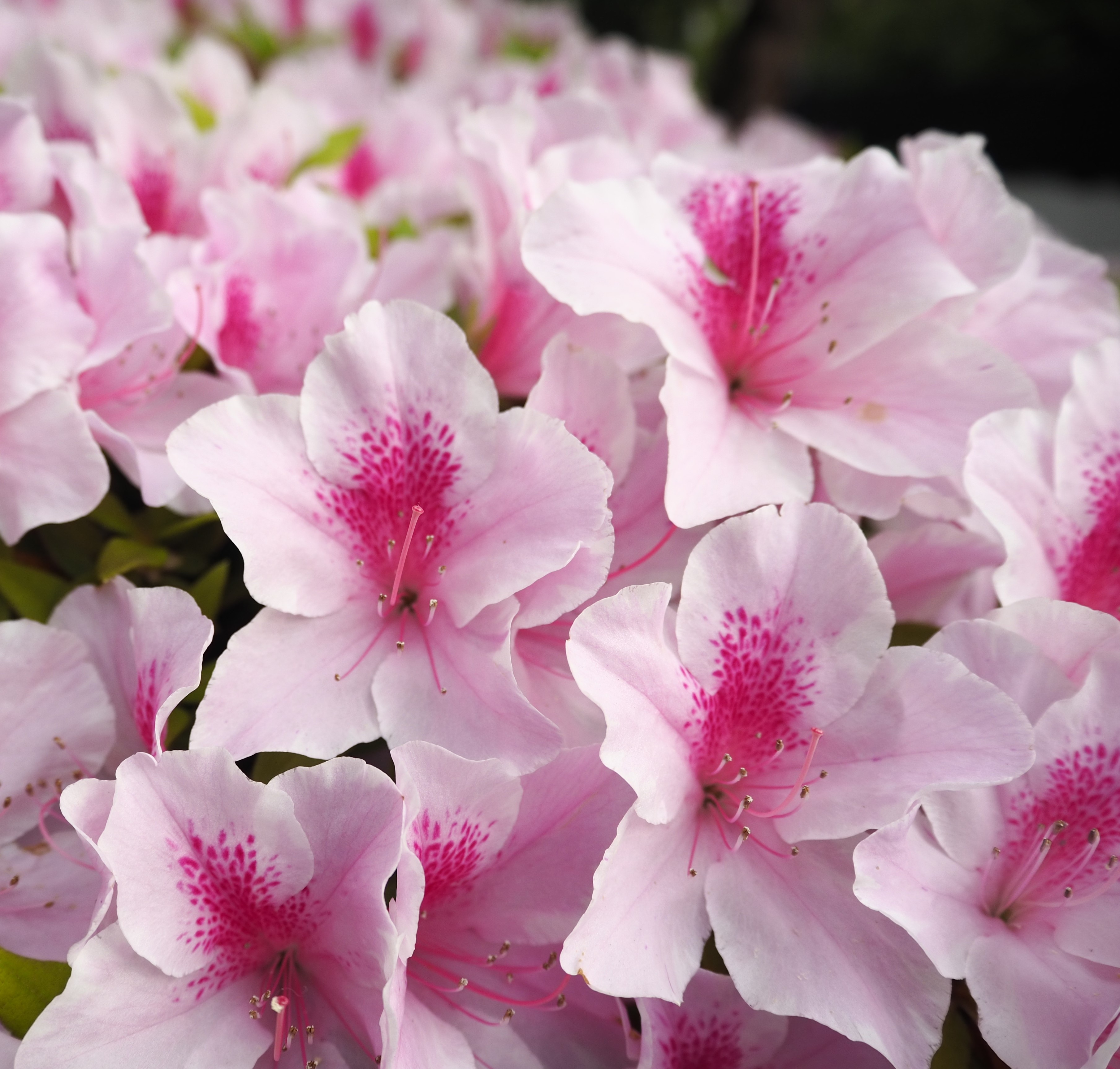 pink and white flowers