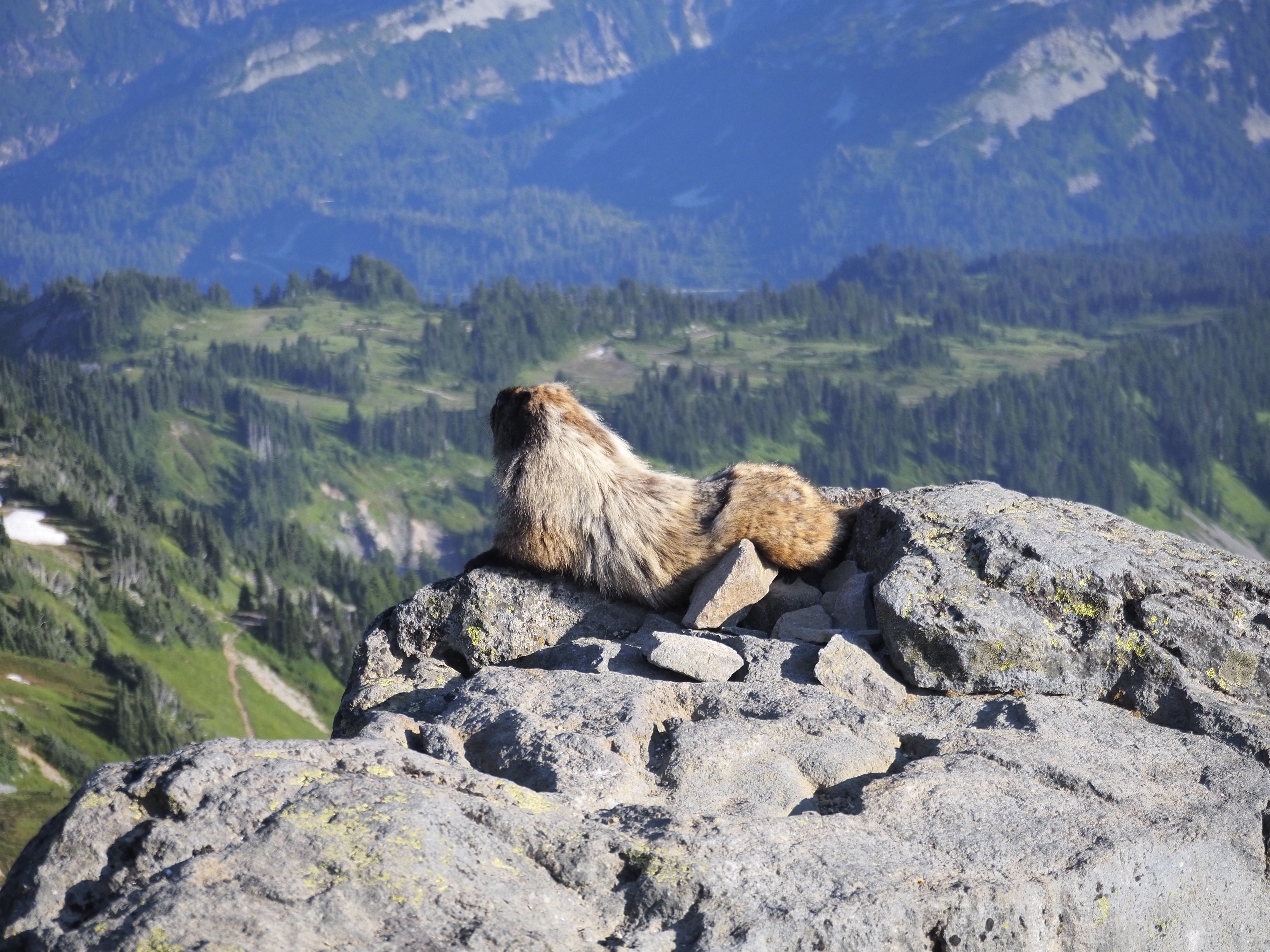 marmot on rock